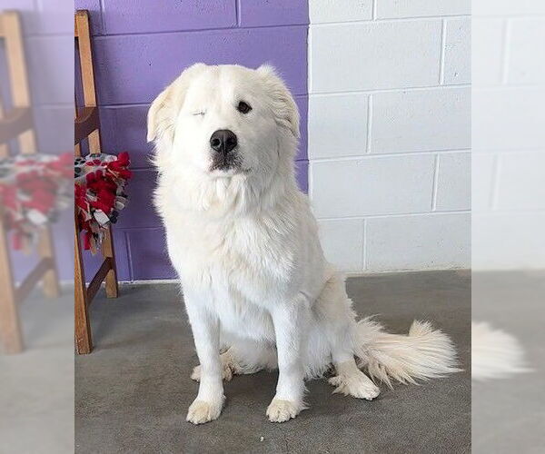 Medium Photo #1 Great Pyrenees-Unknown Mix Puppy For Sale in Genesee, WI, USA