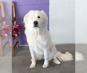Great Pyrenees-Unknown Mix Dogs for adoption in Genesee, WI, USA