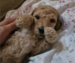 Puppy Addi Doodle-Goldendoodle Mix