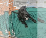 Small #2 Labrador Retriever Mix