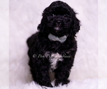 Small #2 Cavapoo (Miniature)