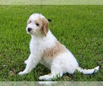 Small Photo #1 Goldendoodle Puppy For Sale in BRANDON, FL, USA
