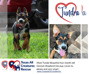 German Shepherd Dog-Unknown Mix Dogs for adoption in Lillian, TX, USA