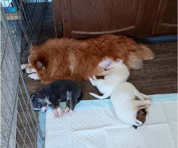 Medium Photo #3 Pomeranian-Unknown Mix Puppy For Sale in Lakewood, CO, USA