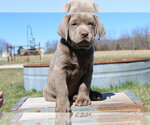 Small Photo #7 Labrador Retriever Puppy For Sale in MARSHFIELD, MO, USA