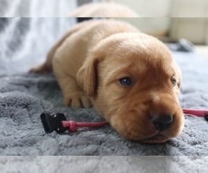 Medium Labrador Retriever