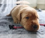 Puppy Puppy 2 pink Labrador Retriever
