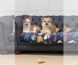 Ollie - Male ShiChi Dog for Adoption - Photo #3