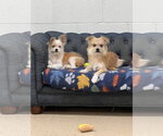 Small Photo #3 ShiChi Puppy For Sale in York, SC, USA