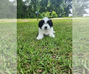 YorkiePoo Puppy for sale in CLINTON, NC, USA