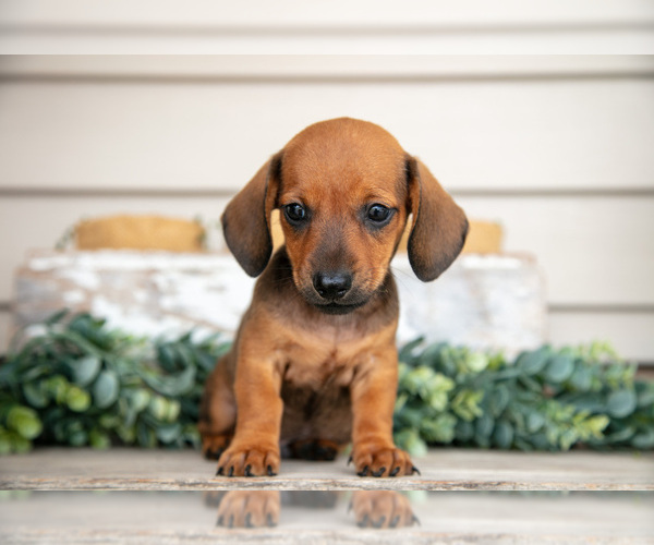 Medium Photo #4 Dachshund Puppy For Sale in NAPPANEE, IN, USA