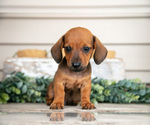 Small Photo #4 Dachshund Puppy For Sale in NAPPANEE, IN, USA
