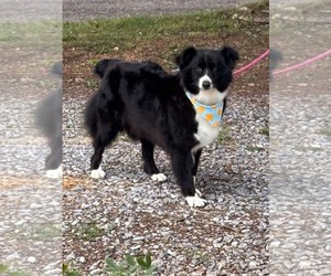 Australian Shepherd Dogs for adoption in Rustburg, VA, USA