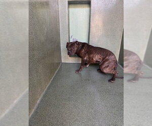 Mutt Dogs for adoption in Downey, CA, USA