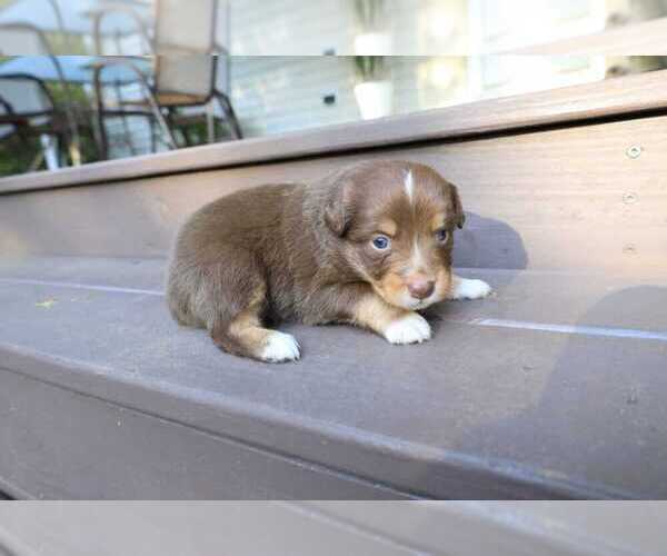 Medium Photo #55 Miniature Australian Shepherd Puppy For Sale in DAWSON, GA, USA
