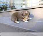 Small Photo #55 Miniature Australian Shepherd Puppy For Sale in DAWSON, GA, USA