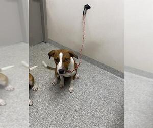 Pointer-Unknown Mix Dogs for adoption in Pasadena, TX, USA