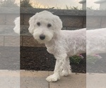 Small #1 Coton de Tulear