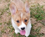Small Photo #1 Pembroke Welsh Corgi Puppy For Sale in BEULAVILLE, NC, USA