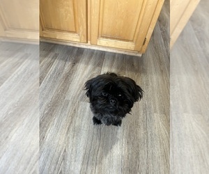 Shih Tzu Puppy for sale in TERREBONNE, OR, USA