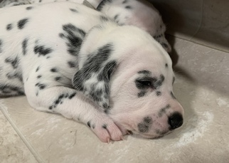 Dalmatian Puppy for sale in CAMBRIA, VA, USA