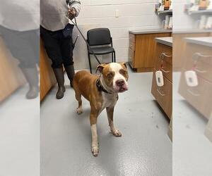American Pit Bull Terrier-Unknown Mix Dogs for adoption in St. Cloud, FL, USA