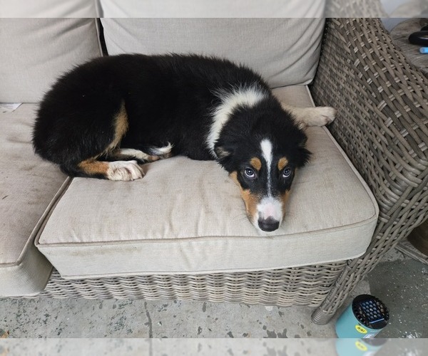 Medium Photo #1 Border-Aussie Puppy For Sale in NASHVILLE, TN, USA