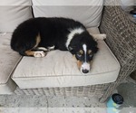 Puppy Sherlock Border-Aussie