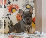 Small #2 French Bulldog