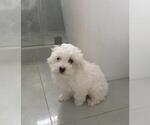 Small Photo #1 Maltipoo Puppy For Sale in HIALEAH GARDENS, FL, USA