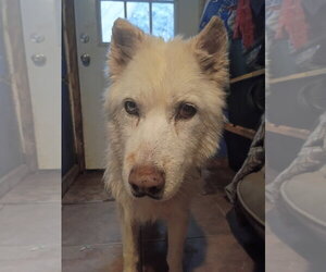 Kerman - Female Siberian Husky Dog for Adoption - Photo #2