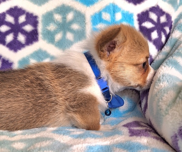 Medium Photo #16 Pembroke Welsh Corgi Puppy For Sale in ARROYO GRANDE, CA, USA
