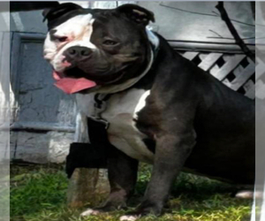 Father of the American Bully puppies born on 03/15/2024