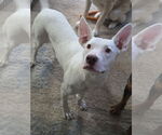Small Photo #2 Mutt Puppy For Sale in MIDWAY, UT, USA