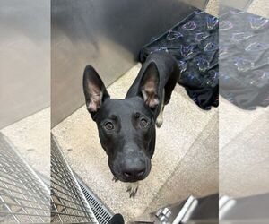 Doberman Pinscher-Unknown Mix Dogs for adoption in Martinsburg, WV, USA