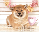 Small Photo #3 Shiba Inu Puppy For Sale in Neosho, MO, USA
