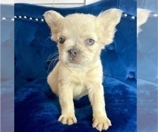 Medium Photo #4 French Bulldog Puppy For Sale in SANTA FE, NM, USA