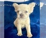 Small Photo #4 French Bulldog Puppy For Sale in SANTA FE, NM, USA