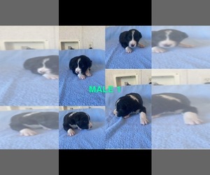 Border Collie Puppy for sale in FORT CHISWELL, VA, USA