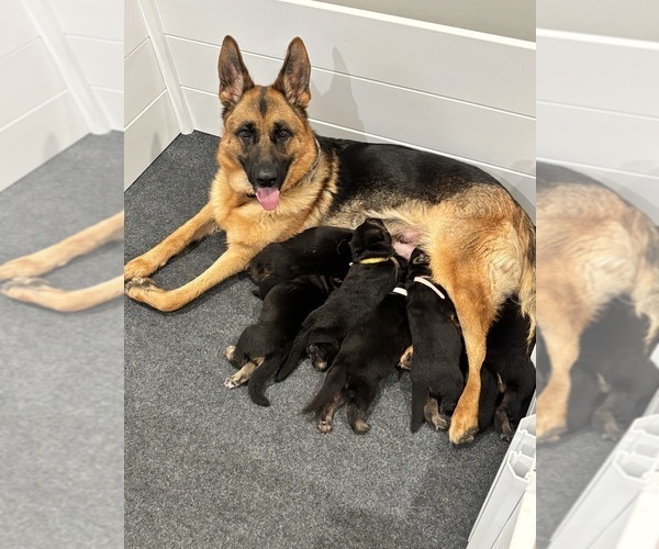 Medium Photo #1 German Shepherd Dog Puppy For Sale in LIVINGSTON, NJ, USA