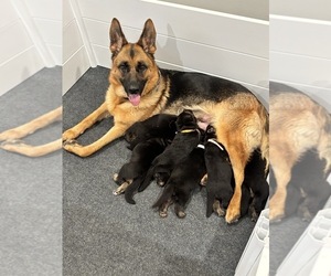 Mother of the German Shepherd Dog puppies born on 05/23/2025