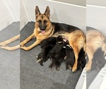 Small Photo #1 German Shepherd Dog Puppy For Sale in LIVINGSTON, NJ, USA