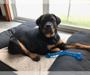 Rottweiler Puppy for sale in HUNTINGTON, IN, USA