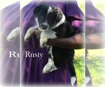 Puppy Rusty Australian Cattle Dog-Border Collie Mix