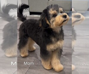 Mother of the Yorkipoo puppies born on 03/28/2026
