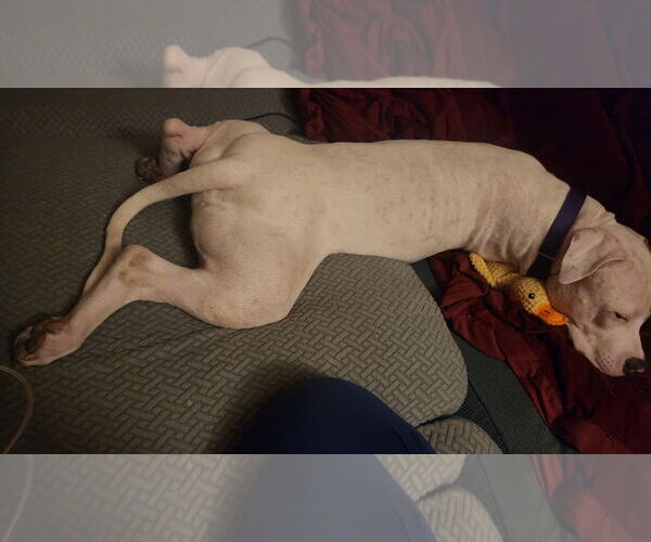 Medium Photo #31 Mutt Puppy For Sale in Philadelphia, PA, USA