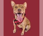 Small American Pit Bull Terrier