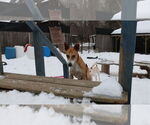 Small #15 Saluki-Whippet Mix
