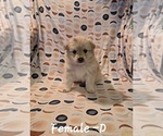 Puppy Dixie Pomsky