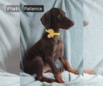 Small #3 Doberman Pinscher